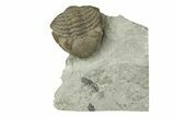 Wide, Enrolled Eldredgeops Trilobite - Ohio #270285-1